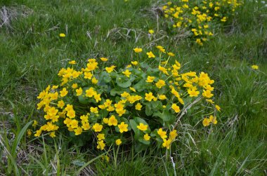 Güzel bahar çiçeği Caltha Palustris Kingcup veya Marsh Marigold. Çiçekli Marigold (Caltha palustris) 