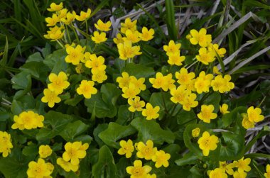 Güzel bahar çiçeği Caltha Palustris Kingcup veya Marsh Marigold. Çiçekli Marigold (Caltha palustris) 