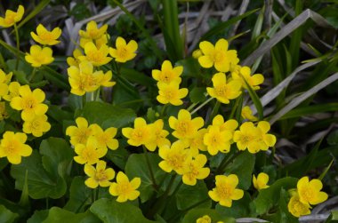 Güzel bahar çiçeği Caltha Palustris Kingcup veya Marsh Marigold. Çiçekli Marigold (Caltha palustris) 