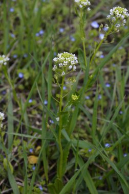 Field Pennycress, Thlaspi Arvense salatalarda kullanılan yenilebilir bir bitkidir. Tohumları bazen baharat olarak kullanılır, çoğunlukla et için. Şimdilerde neredeyse unutulmuş bir baharat..