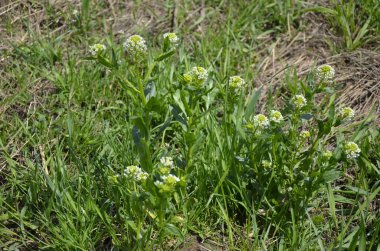 Field Pennycress, Thlaspi Arvense salatalarda kullanılan yenilebilir bir bitkidir. Tohumları bazen baharat olarak kullanılır, çoğunlukla et için. Şimdilerde neredeyse unutulmuş bir baharat..