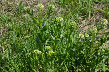 Field Pennycress, Thlaspi Arvense salatalarda kullanılan yenilebilir bir bitkidir. Tohumları bazen baharat olarak kullanılır, çoğunlukla et için. Şimdilerde neredeyse unutulmuş bir baharat..