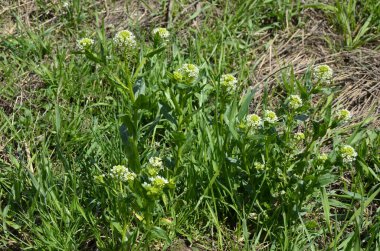 Field Pennycress, Thlaspi Arvense salatalarda kullanılan yenilebilir bir bitkidir. Tohumları bazen baharat olarak kullanılır, çoğunlukla et için. Şimdilerde neredeyse unutulmuş bir baharat..
