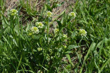 Field Pennycress, Thlaspi Arvense salatalarda kullanılan yenilebilir bir bitkidir. Tohumları bazen baharat olarak kullanılır, çoğunlukla et için. Şimdilerde neredeyse unutulmuş bir baharat..