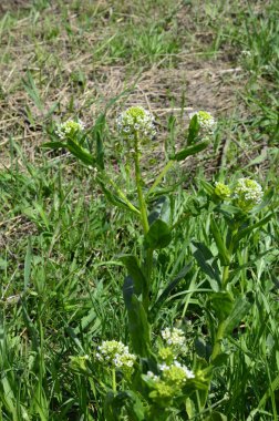 Field Pennycress, Thlaspi Arvense salatalarda kullanılan yenilebilir bir bitkidir. Tohumları bazen baharat olarak kullanılır, çoğunlukla et için. Şimdilerde neredeyse unutulmuş bir baharat..