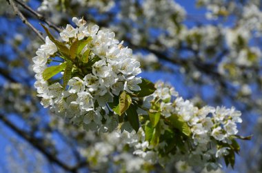 Tatlı kirazların açan beyaz kiraz çiçekleri (Prunus avium, yabani kiraz, gean, kuş kirazı).. bahar çiçekleri.