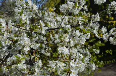 Tatlı kirazların açan beyaz kiraz çiçekleri (Prunus avium, yabani kiraz, gean, kuş kirazı).. bahar çiçekleri.