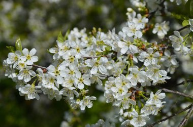 Tatlı kirazların açan beyaz kiraz çiçekleri (Prunus avium, yabani kiraz, gean, kuş kirazı).. bahar çiçekleri.