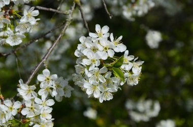 Tatlı kirazların açan beyaz kiraz çiçekleri (Prunus avium, yabani kiraz, gean, kuş kirazı).. bahar çiçekleri.
