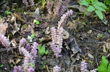 Lathraea squamaria bitkisi Avrupa ormanlarındaki bir parazittir. Ormanda çiçek açan sıradan diş solucanlarının pembe çiçekleri, ağaç köklerinde büyüyen asalak bitkiler.