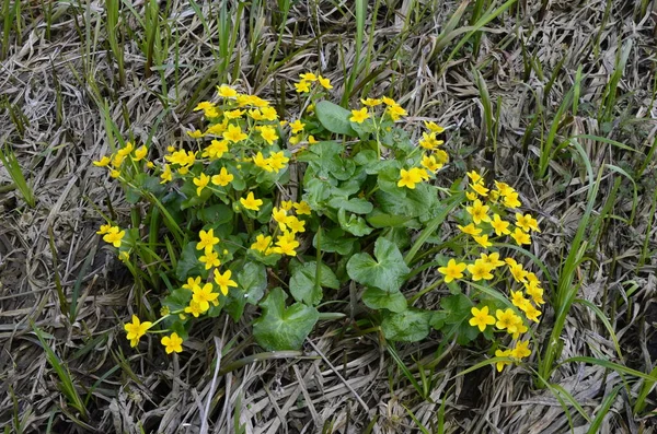 Güzel bahar çiçeği Caltha Palustris Kingcup veya Marsh Marigold. Çiçekli Marigold (Caltha palustris)