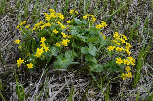 Güzel Bahar Çiçeği Caltha Palustris Kingcup Veya Marsh Marigold Çiçekli — Stok fotoğraf