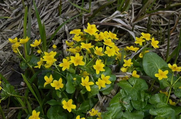 Güzel Bahar Çiçeği Caltha Palustris Kingcup Veya Marsh Marigold Çiçekli — Stok fotoğraf