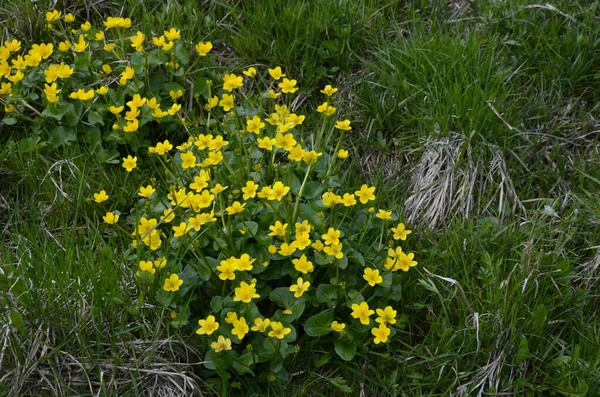Hermosa Flor Primavera Caltha Palustris Kingcup Marsh Marigold Caléndula Floreciente —  Fotos de Stock