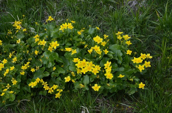 Güzel Bahar Çiçeği Caltha Palustris Kingcup Veya Marsh Marigold Çiçekli — Stok fotoğraf