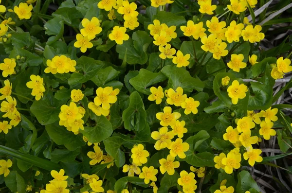 Gyönyörű Tavaszi Virág Caltha Palustris Kingcup Vagy Marigold Virágzó Marsh — Stock Fotó