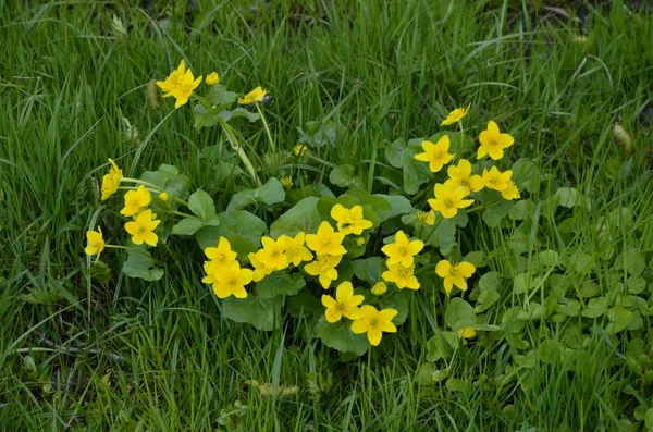 Прекрасный Весенний Цветок Caltha Palustris Kingcup Marsh Marigold Флора Болотная — стоковое фото