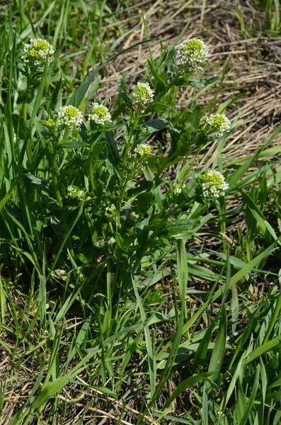 Campo Pennycress Thlaspi Arvense Una Planta Comestible Utilizada Ensaladas Sus —  Fotos de Stock