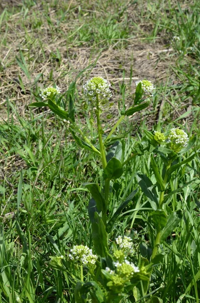 Field Pennycress Thlaspi Arvense Edible Plant Used Salads Seeds Sometimes — Stock Photo, Image