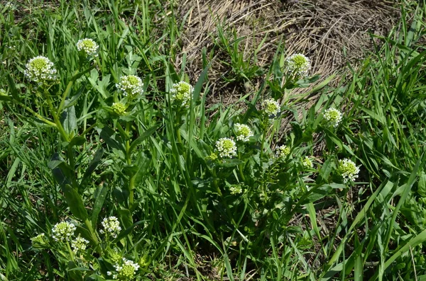 Pennycress Pole Thlaspi Arvense Jest Jadalną Rośliną Używaną Sałatkach Ich — Zdjęcie stockowe