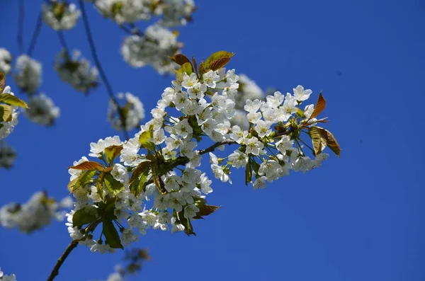 Flores Brancas Florescentes Cereja Doce Prunus Avium Cereja Selvagem Gean — Fotografia de Stock