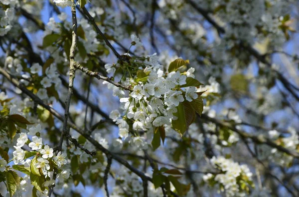 Blooming White Cherry Flowers Sweet Cherry Prunus Avium Wild Cherry — Stock Photo, Image