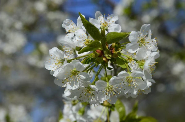 甘い桜の白い花を咲かせます Prunus Avium 野生の桜 遺伝子 鳥の桜 春の花 — ストック写真