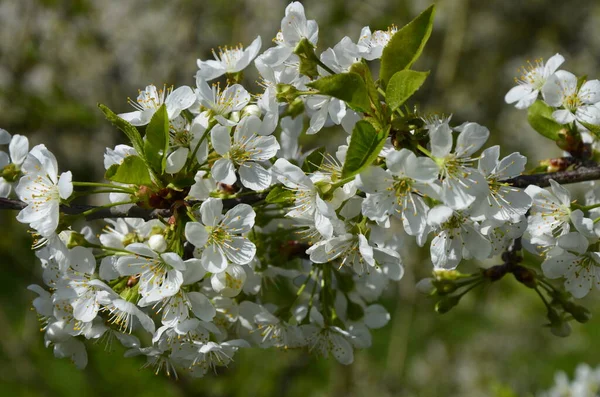 Blommande Vita Körsbär Blommor Den Söta Körsbär Prunus Avium Vilda — Stockfoto