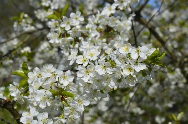 Blooming White Cherry Flowers Sweet Cherry Prunus Avium Wild Cherry — Stock Photo, Image