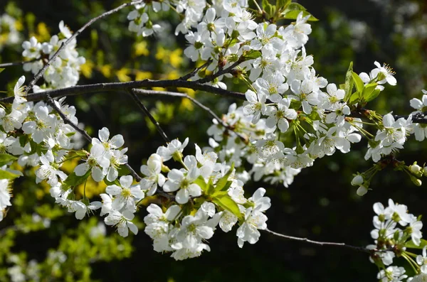 Квітучі Білі Вишневі Квіти Солодкої Вишні Prunus Avium Wild Cherry — стокове фото