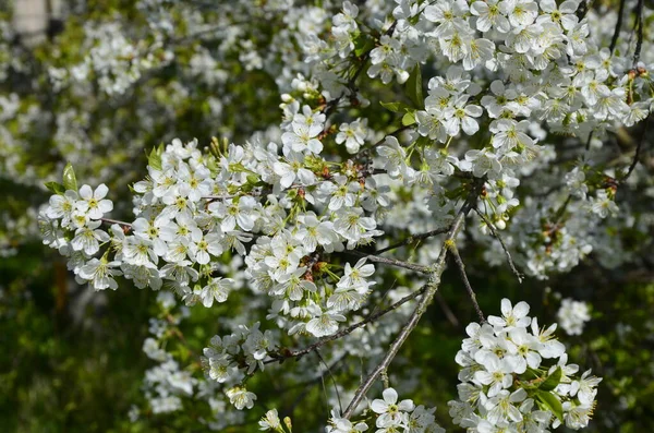 Flores Brancas Florescentes Cereja Doce Prunus Avium Cereja Selvagem Gean — Fotografia de Stock