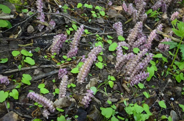 Lathraea Squamaria Plant Parasite Woods Europe Pink Flowers Blooming Common — Stock Photo, Image