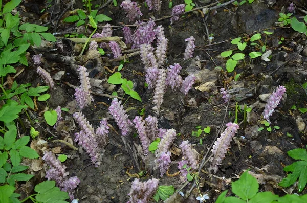 ラトラエア スカマリア植物はヨーロッパの森の寄生虫です 森の中で一般的なヨモギを咲かせるピンクの花 木の根に成長する寄生植物 — ストック写真