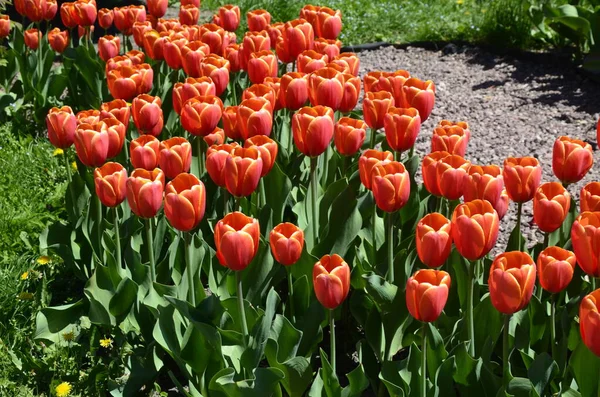 Field of red tulips.Colorful tulip flower field, in full bloom.Lots of red tulips. The concept of landscape design in the spring, gardening, decorating homestead