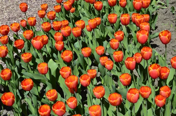 Pole Czerwonych Tulipan Kolorowe Pole Kwiat Tulipanów Pełnym Kwiecie Dużo — Zdjęcie stockowe