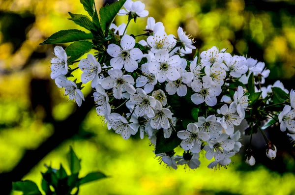 Prunus Cerasus Fleurs Arbre Fleurs Groupe Beaux Pétales Blancs Acidulés — Photo