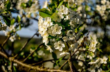 Prunus cerasus çiçek açan ağaç çiçekleri, bir grup güzel beyaz yaprak tartı, çiçek açan kiraz çiçekleri. Doğanın güzel bahar soyut arkaplanı. Ağaç dalında bahar beyaz çiçekleri.