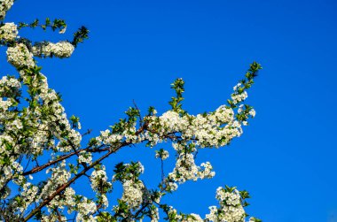 Prunus cerasus çiçek açan ağaç çiçekleri, bir grup güzel beyaz yaprak tartı, çiçek açan kiraz çiçekleri. Doğanın güzel bahar soyut arkaplanı. Ağaç dalında bahar beyaz çiçekleri.