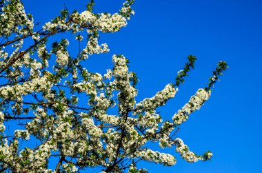 Prunus cerasus çiçek açan ağaç çiçekleri, bir grup güzel beyaz yaprak tartı, çiçek açan kiraz çiçekleri. Doğanın güzel bahar soyut arkaplanı. Ağaç dalında bahar beyaz çiçekleri.