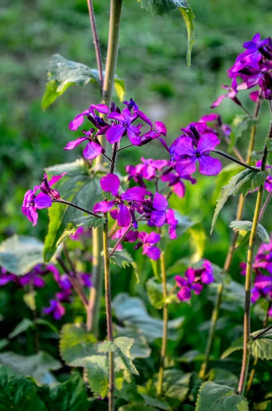 金银花 Lunaria Annua 也被称为 春天的月桂花装饰豆荚 金银花 俗称银元 诚实和月季 — 图库照片