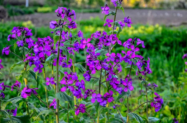 Lunaria Annua - Dürüst olarak da bilinir. İlkbaharda Ay 'ın süs modülleri, yakın plan. Lunaria Annua, genellikle gümüş dolar, dolar fabrikası, ay otu, dürüstlük ve ay ışığı olarak bilinir..