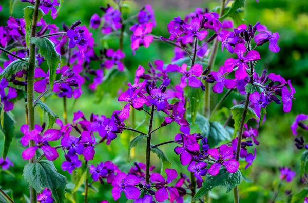 金银花 Lunaria Annua 也被称为 春天的月桂花装饰豆荚 金银花 俗称银元 诚实和月季 — 图库照片