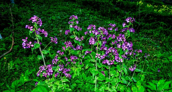 Lunaria Annua Also Known Honesty Ornamental Pods Lunaria Spring Close — Stock Photo, Image