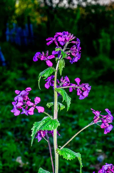 Lunaria Annua Även Känd Som Honesty Ornamental Skida Lunaria Våren — Stockfoto