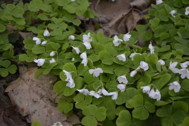 Oxalis asetosella - bahar bitkisi ormanı - Ukrayna. İlk bahar çiçeklerinin çiçek açması. Oxalis asetosella.