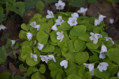Oxalis asetosella - bahar bitkisi ormanı - Ukrayna. İlk bahar çiçeklerinin çiçek açması. Oxalis asetosella.