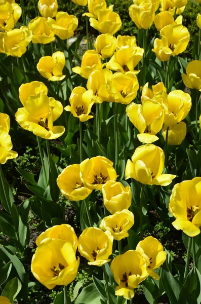 Yellow tulips in the city flower bed.Blooming yellow tulips, spring in the park.Spring meadow with a lot of yellow tulip flowers,floral background.Saturated photo of a spring field with yellow flowers