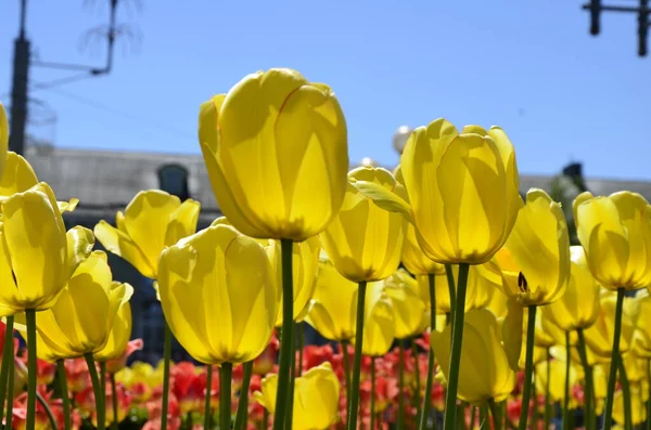 Yellow tulips in the city flower bed.Blooming yellow tulips, spring in the park.Spring meadow with a lot of yellow tulip flowers,floral background.Saturated photo of a spring field with yellow flowers