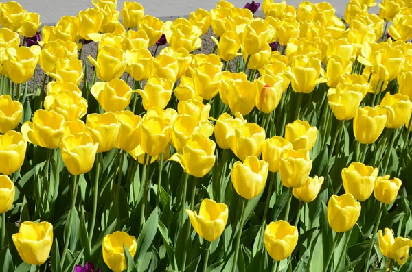 Yellow tulips in the city flower bed.Blooming yellow tulips, spring in the park.Spring meadow with a lot of yellow tulip flowers,floral background.Saturated photo of a spring field with yellow flowers