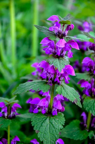 Lamium Purpureum Ismert Vörös Vagy Lila Halott Csalán Kertben — Stock Fotó